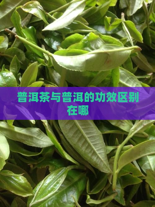 玉滴与普洱茶功效区别在哪