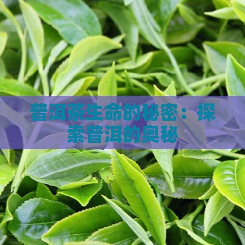 普洱茶生命的秘密