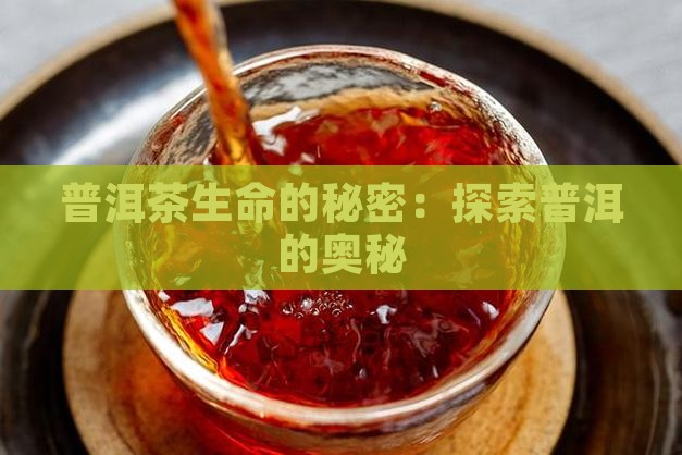 普洱茶生命的秘密