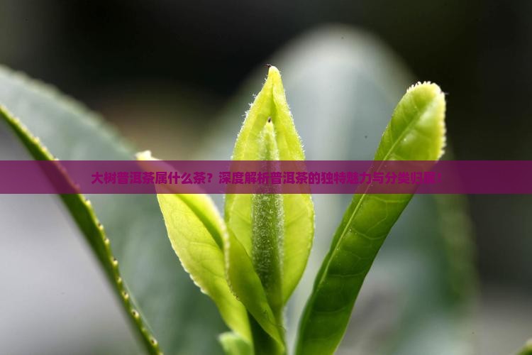 大树普洱茶属什么茶