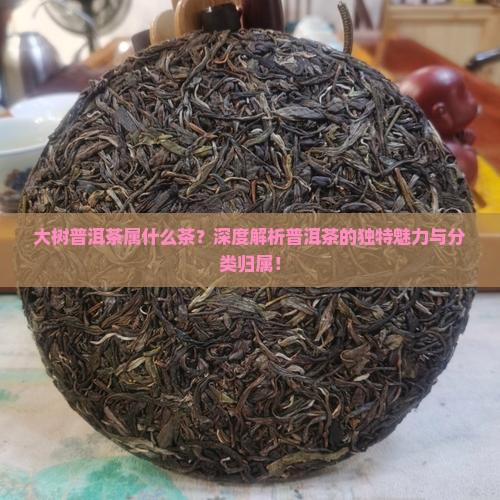 大树普洱茶属什么茶
