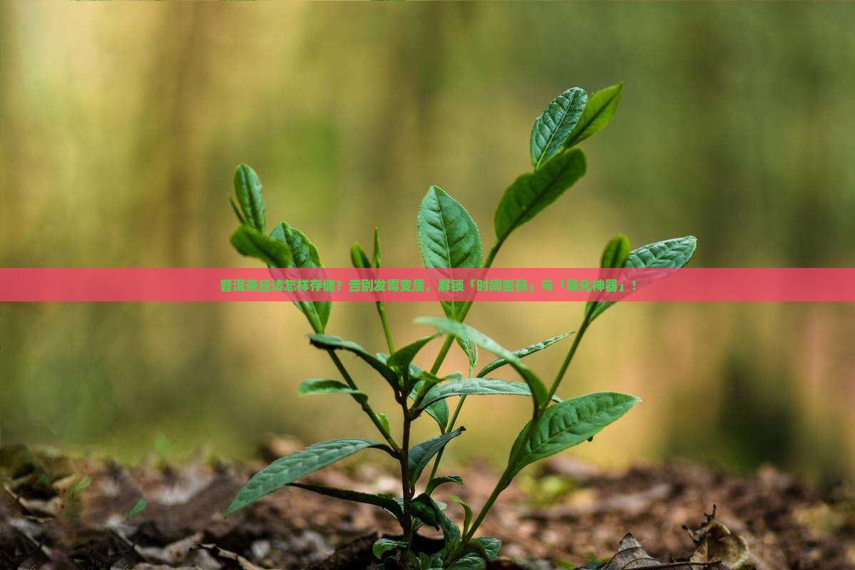 普洱茶应该怎样存储