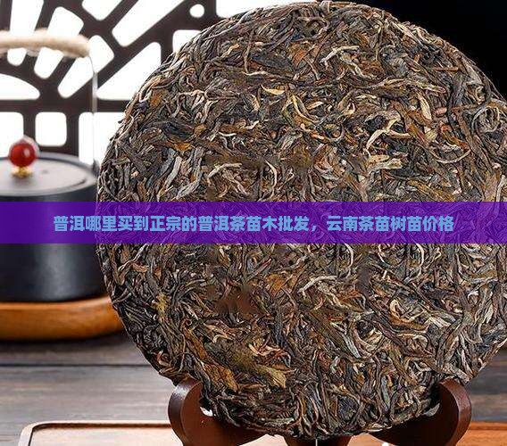 普洱哪里买到正宗的普洱茶苗木