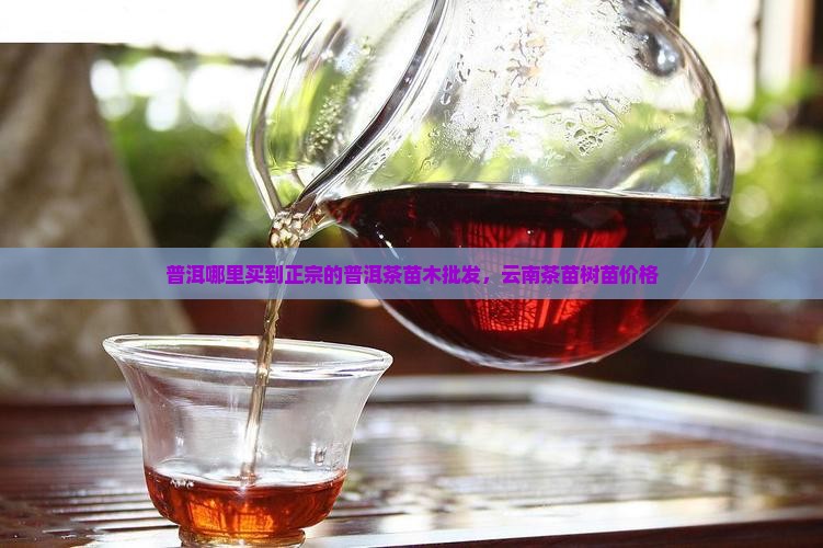 普洱哪里买到正宗的普洱茶苗木