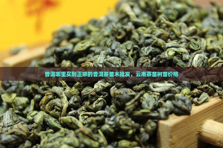 普洱哪里买到正宗的普洱茶苗木