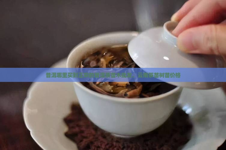普洱哪里买到正宗的普洱茶苗木