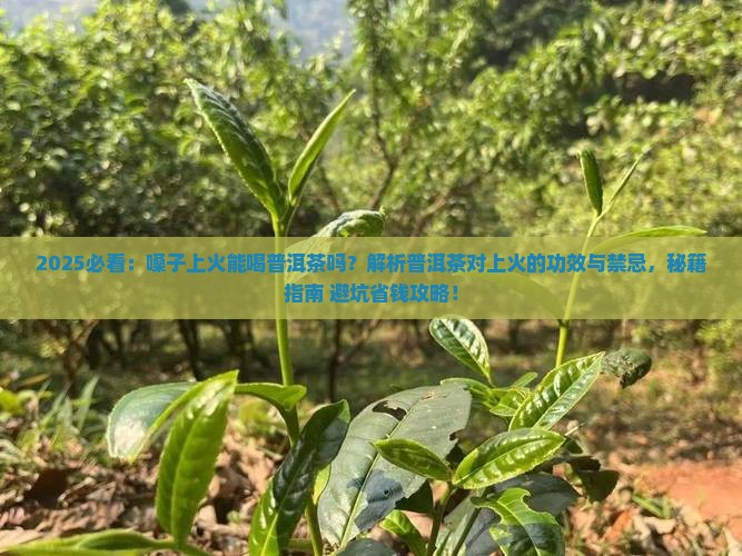 嗓子上火能喝普洱茶吗吗