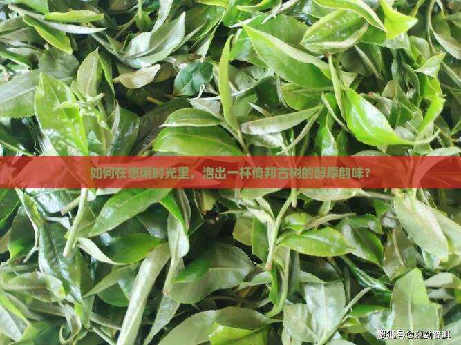 倚邦古树普洱茶怎么泡