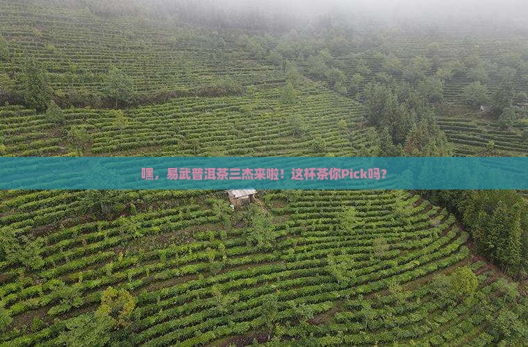 易武普洱茶三杰
