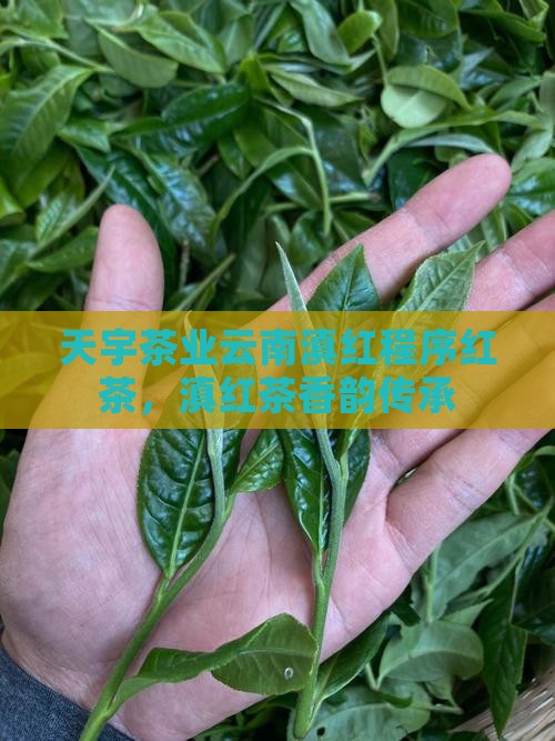 天宇茗茶云南滇红