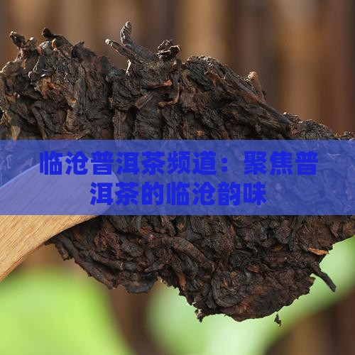 临沧普洱茶频道