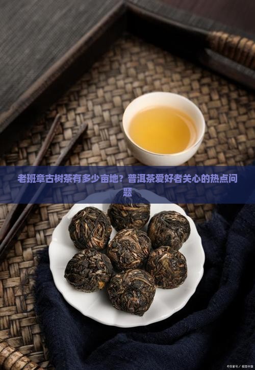 老班章古树茶有多少亩地
