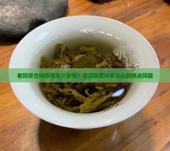 老班章古树茶有多少亩地