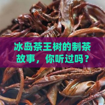 冰岛茶王树的做法