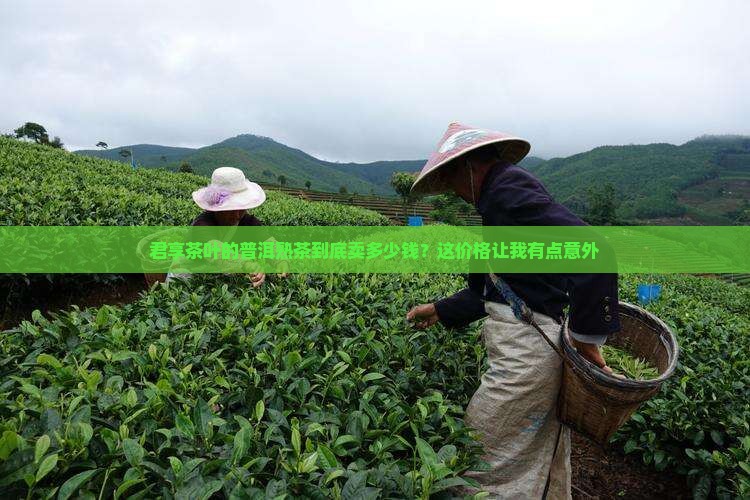 君享茶叶普洱茶熟茶价格