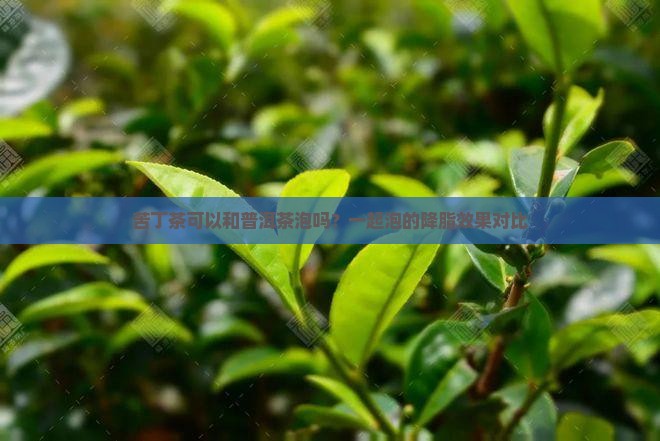 苦丁茶可以和普洱茶泡吗