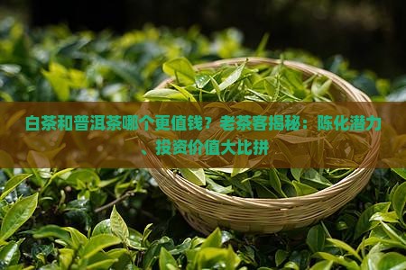 白茶和普洱茶哪个更值钱