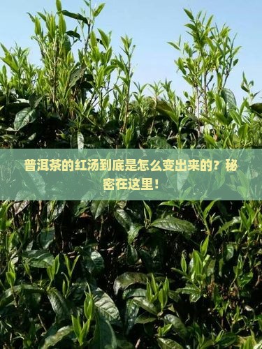 普洱茶的红汤咋做出来
