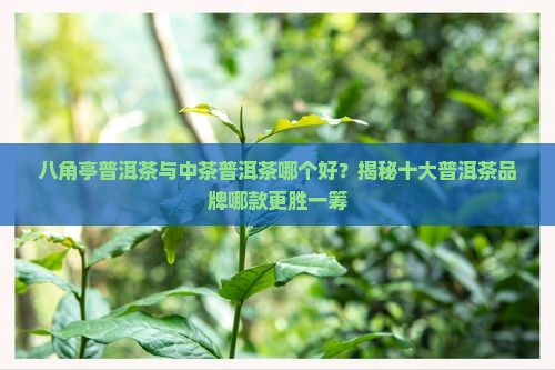 八角亭和中茶普洱茶哪款好