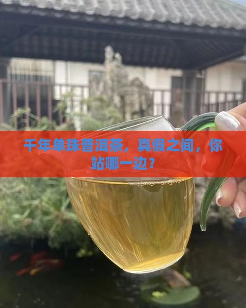 千年单珠普洱茶真假对比