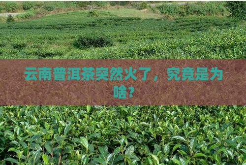 云南普洱茶为什么火了