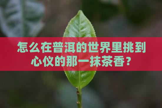 普洱茶如何找茶叶