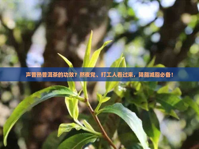 声普熟普洱茶的功效 声普熟普洱茶的功效