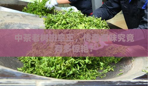 中茶老树班章王