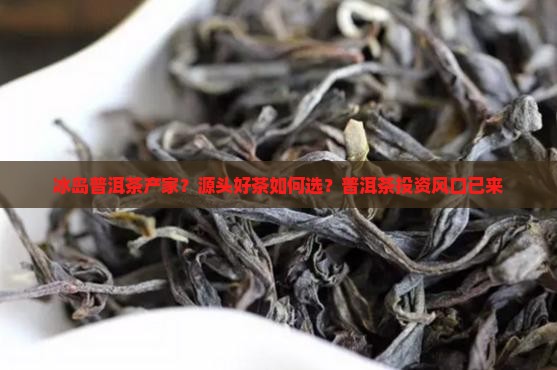 冰岛普洱茶产家