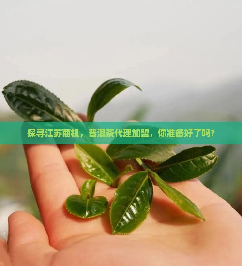江苏普洱茶招商代理加盟