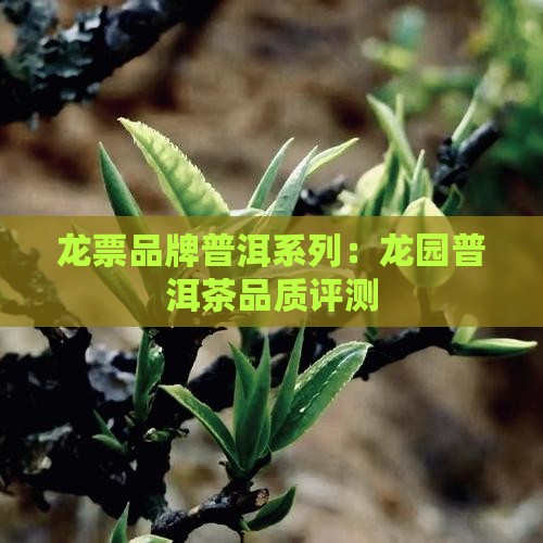 龙票号普洱茶怎么样