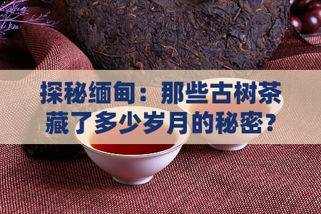 缅甸古树茶怎么样