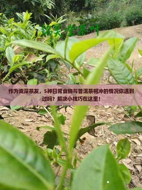 普洱茶跟什么相冲
