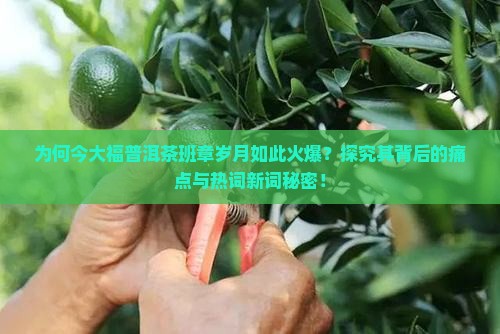 今大福普洱茶班章岁月