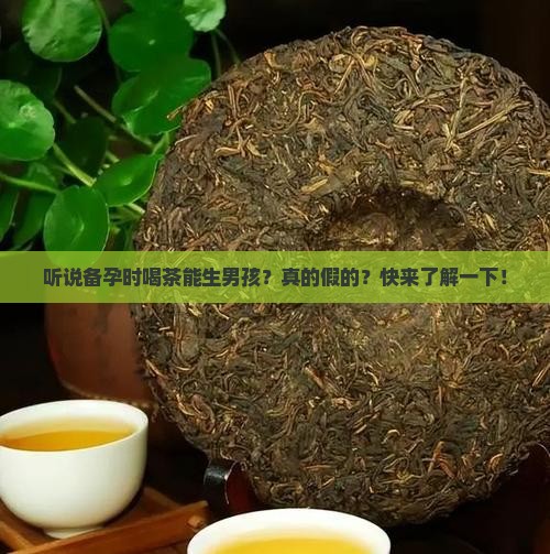 备孕喝茶生男孩 备孕喝茶生男孩
