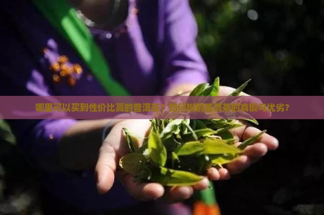 普洱茶哪里买性价比高