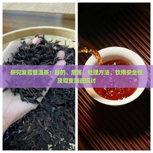 研究发霉普洱茶