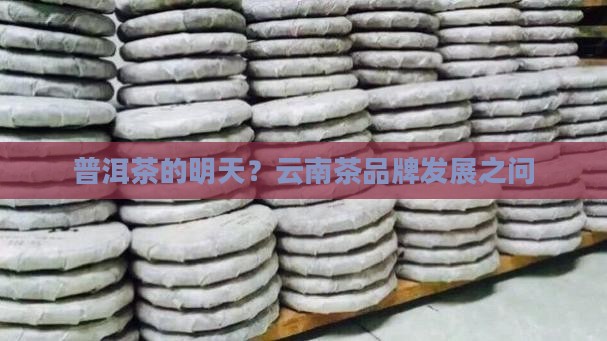 云南省普洱茶品牌发展建议