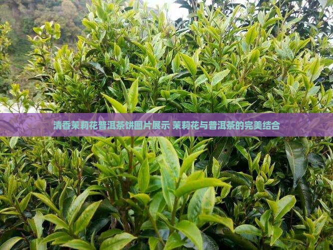 清香茉莉花普洱茶饼 清香茉莉花普洱茶饼
