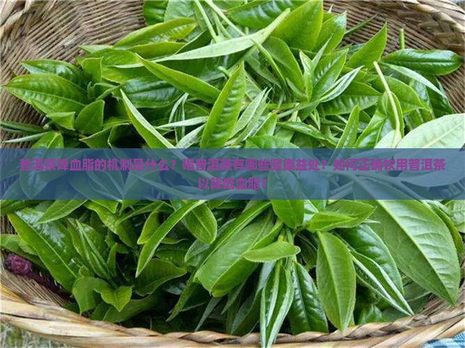 普洱茶为什么能降血脂