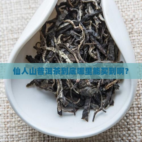 仙人山普洱茶在哪里卖呀