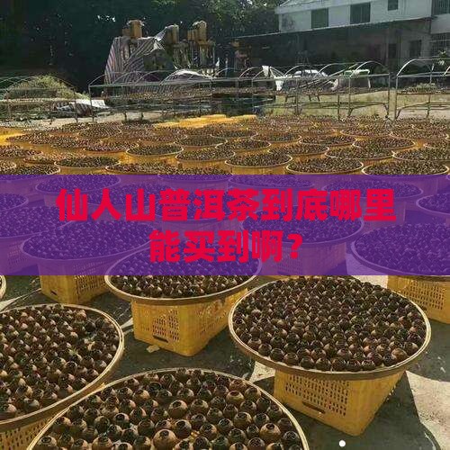 仙人山普洱茶在哪里卖呀
