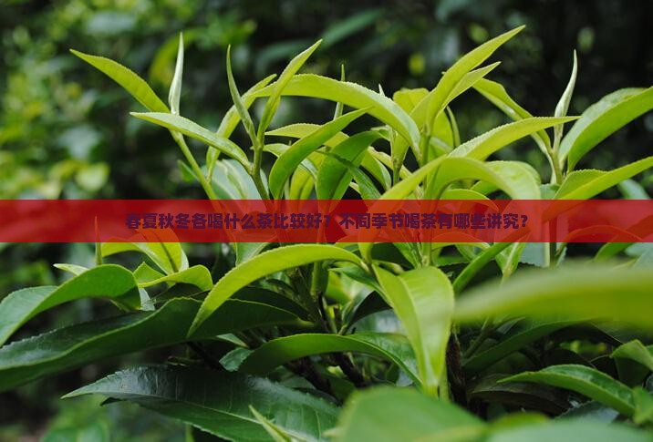 春夏秋冬各喝什么茶比较好