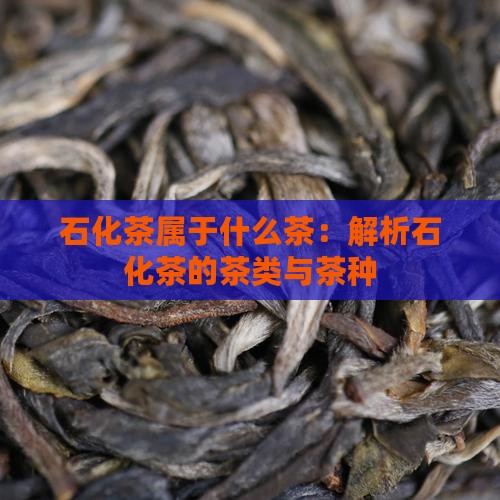 石化茶属于什么茶