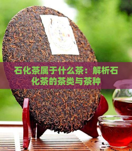 石化茶属于什么茶