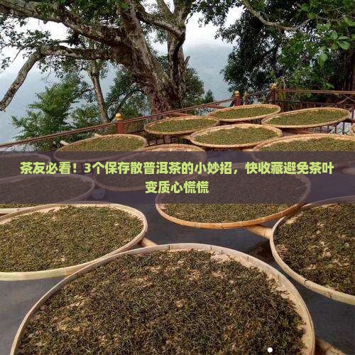 如何保存散普洱茶