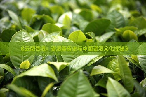 普洱茶知识历史介绍
