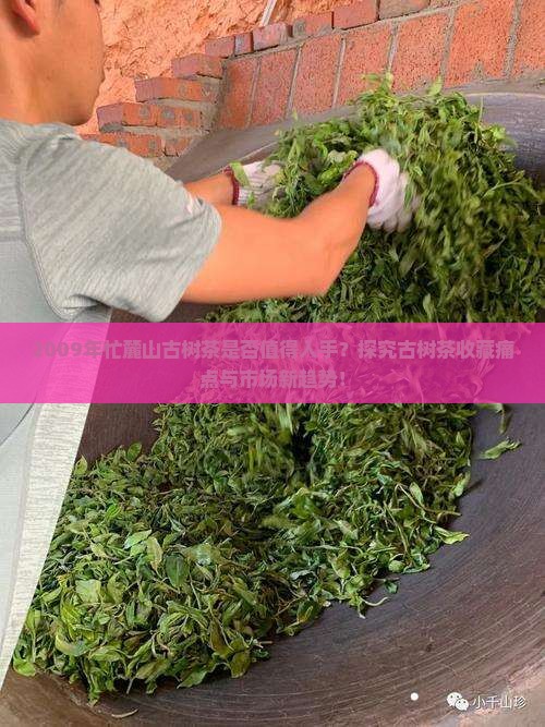 忙麓山古树茶2009年