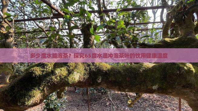 65度的水能泡茶吗