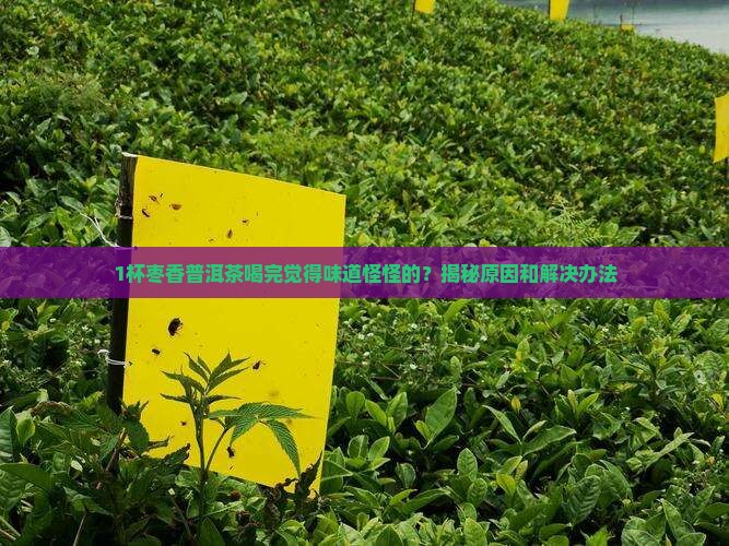 枣香普洱茶有什么味道